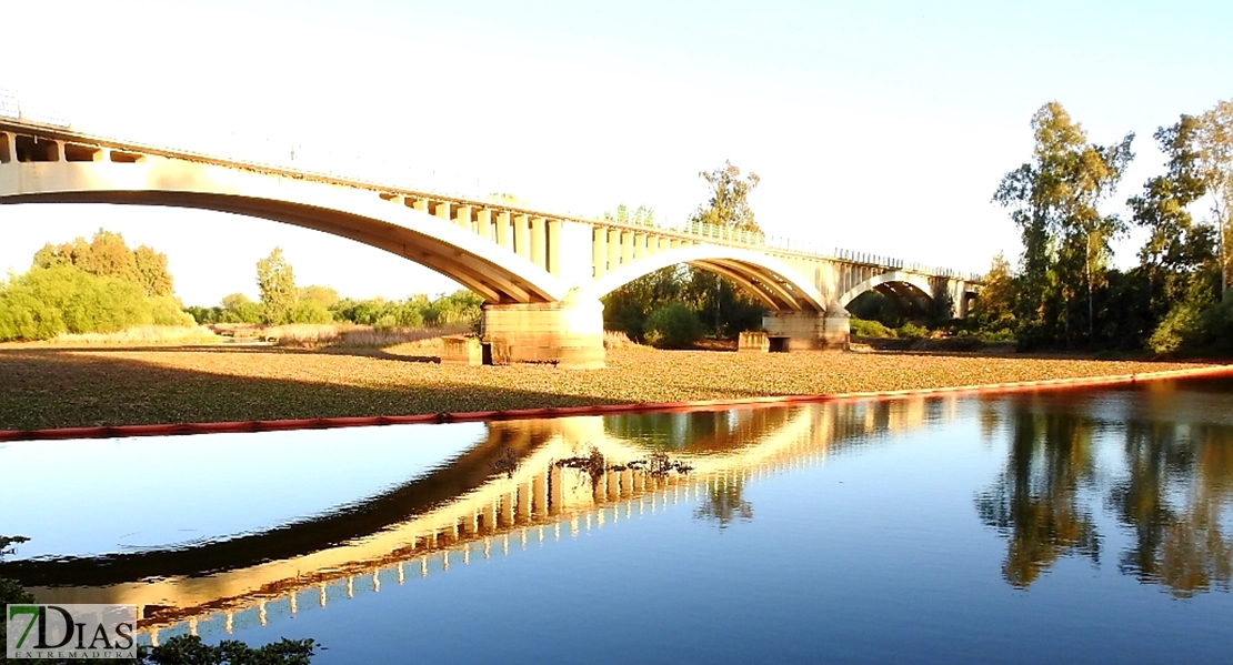 Toneladas de camalote a las puertas de Badajoz ¿alguien ha mentido a los extremeños?