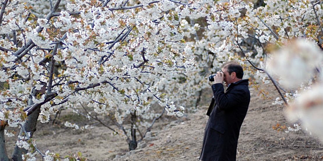 Comienza la floración de los cerezos en el Valle del Jerte