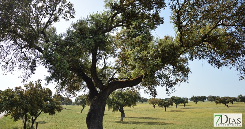 Folklore, artesanía y mucha tradición en la XIV ‘Primavera en la Dehesa’