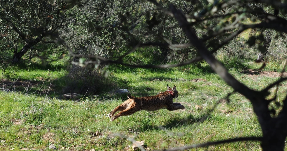 Se reanuda la liberación de linces en Extremadura