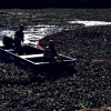 La UME saca del río 63.000 toneladas de camalote