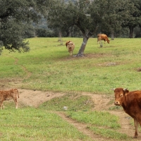 UPA pide la actuación del seguro de sequía en pastos ante la escasez de lluvias