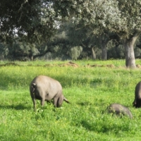Extremadura participa en un libro de razas porcinas autóctonas europeas