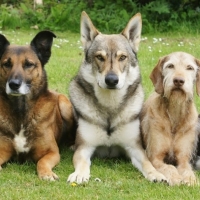 Badajoz, perros compitiendo en la Edad Media