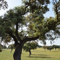 Folklore, artesanía y mucha tradición en la XIV ‘Primavera en la Dehesa’