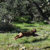 Reanudan la liberación de linces en Extremadura