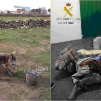 Maltrato animal en Cáceres: Matan de hambre a un potro y, con una escopeta, a una vaca