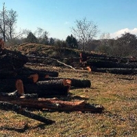 La Junta autorizó la tala de árboles centenarios en las riberas del Jerte y del Alagón