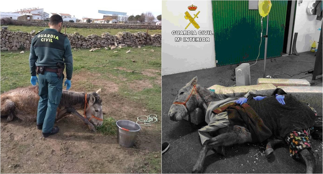 Maltrato animal en Cáceres: Matan de hambre a un potro y, a tiros, a una vaca