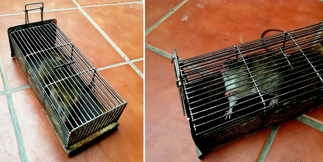 A la captura de las ratas en Gévora (Badajoz)