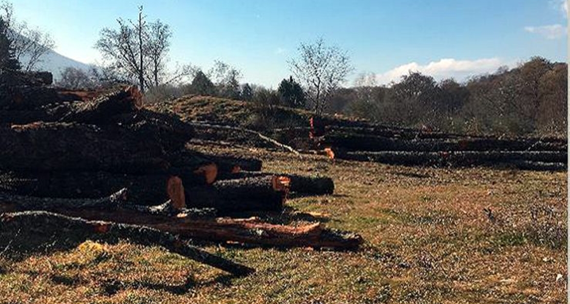 La Junta autorizó la tala de árboles en las ribera del Jerte del y del Alagón