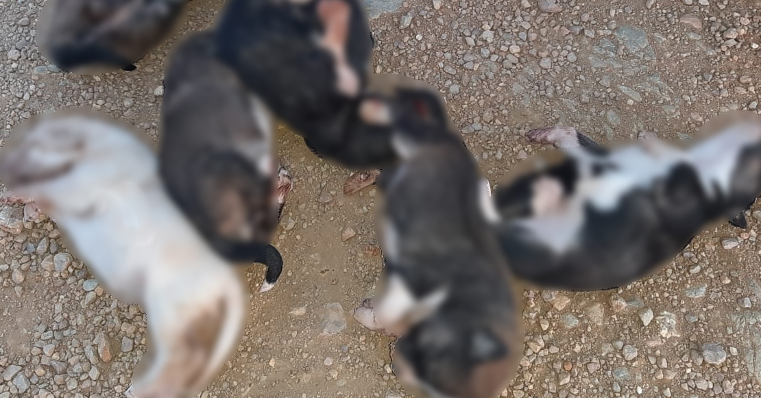 Un hombre de Puebla de Alcocer es investigado por matar a siete cachorros