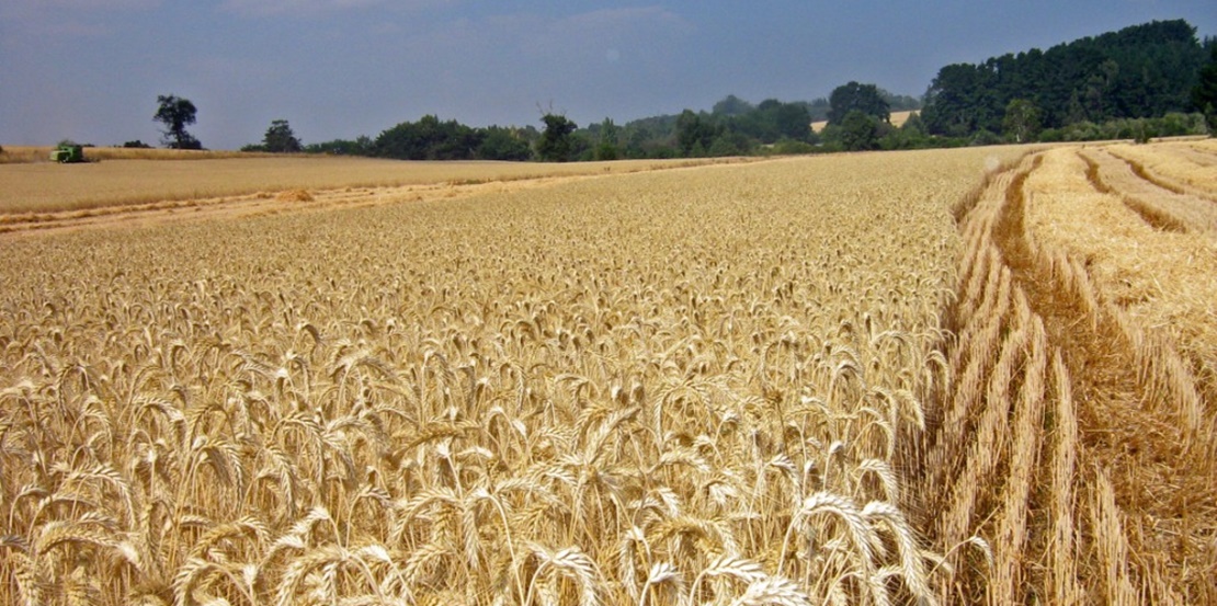 Las condiciones meteorológicas afectan al cereal extremeño