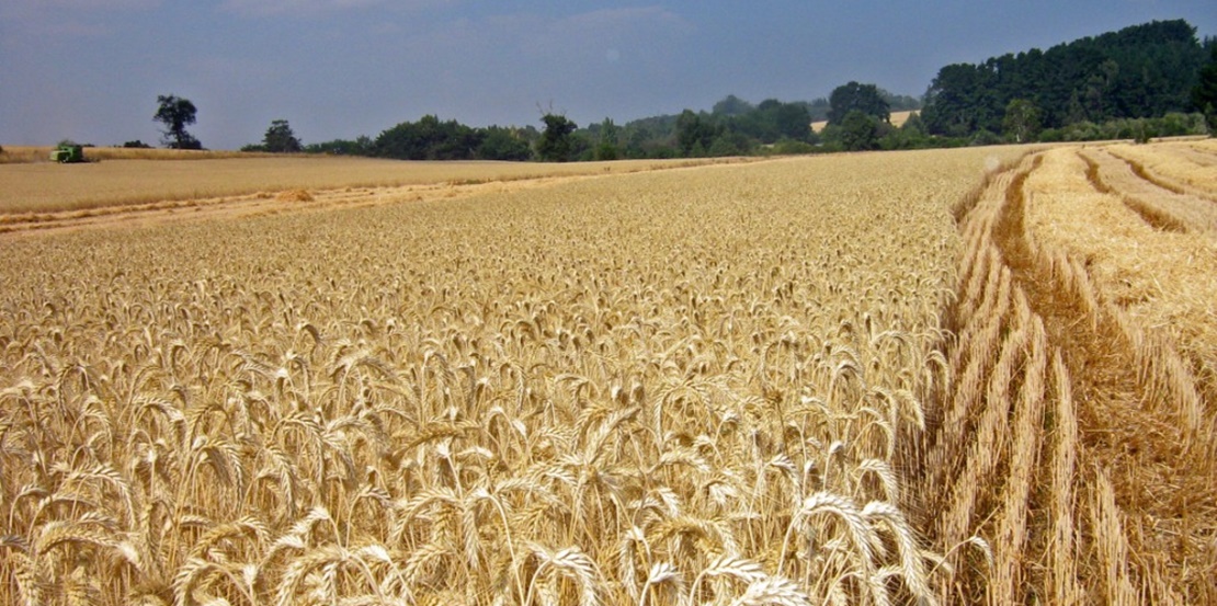 Las condiciones meteorológicas afectan al cereal extremeño