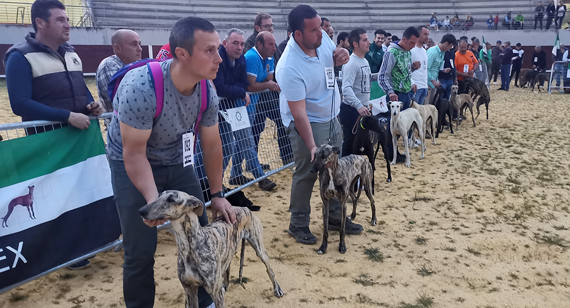 Barbaño acoge el concurso morfológico del galgo extremeño