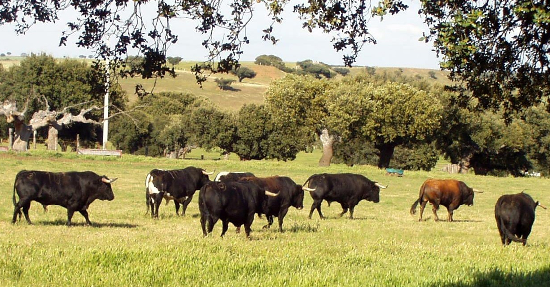 Políticas Agrarias abona los saldos pendientes de las ayudas directas