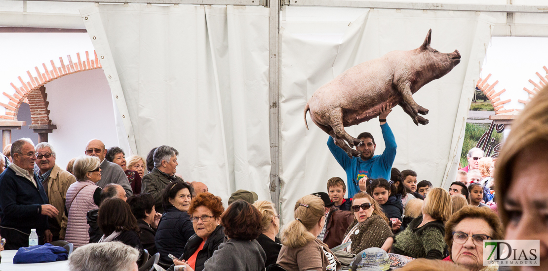 Ambiente en el Certamen del Cerdo Ibérico de Barcarrota (BA)