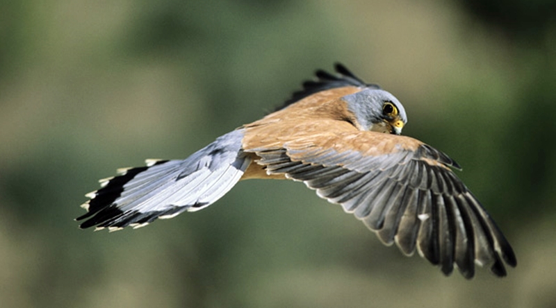 Turismo promociona el sur de Extremadura como destino de naturaleza en Sevilla