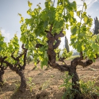 Extremadura copa el 53% de las nuevas hectáreas dedicadas a cava a nivel nacional