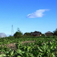 La Junta no abona las ayudas a los jóvenes agricultores, denuncia La Unión