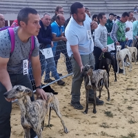 Barbaño acoge el concurso morfológico del galgo extremeño