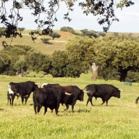 Políticas Agrarias abona los saldos pendientes de las ayudas directas