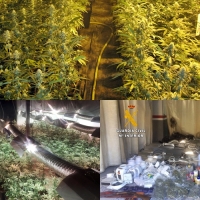 Localizan y desmantelan cerca de 1000 plantas de marihuana en una explotación ganadera