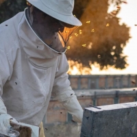 Los apicultores solicitan un plan de acción contra las principales amenazas para sus colmenas