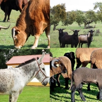 García Bernal pone en valor la investigación de la tuberculosis animal