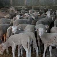 Publican la resolución provisional de ayudas a la mejora de explotaciones agrarias