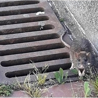 La campaña contra las ratas comienza el viernes en el centro de Mérida