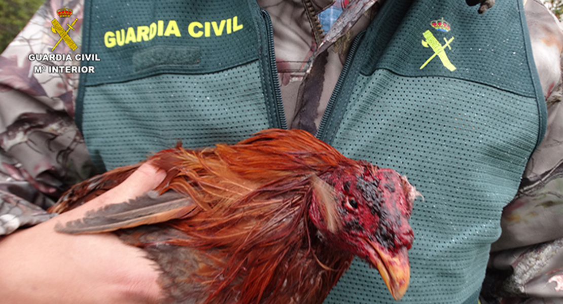 Intervenidos 64 gallos de pelea en Montijo con múltiples heridas y amputaciones
