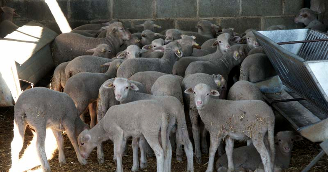 Se publica la resolución provisional de ayudas a la mejora de explotaciones agrarias