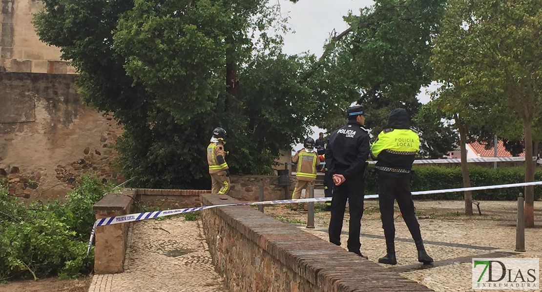 Un árbol de grandes dimensiones lesiona a un hombre en Badajoz
