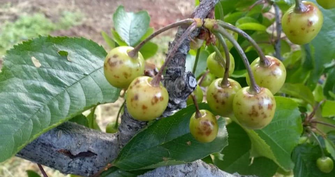 Preocupación entre los cereceros por la decisión del Ministerio