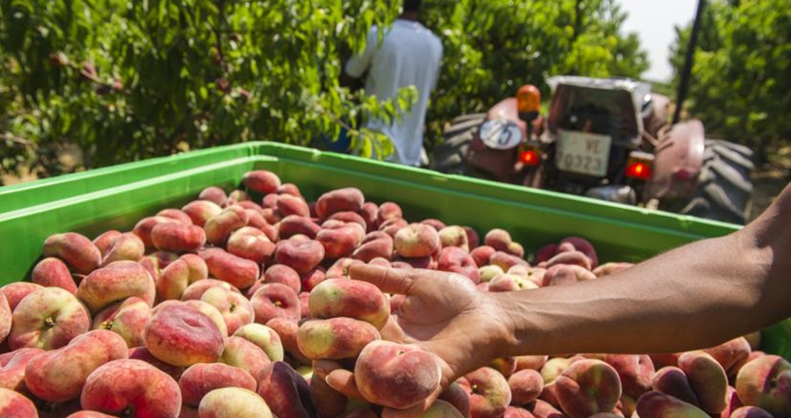 Upa denuncia la especulación de las centrales en la campaña de la fruta