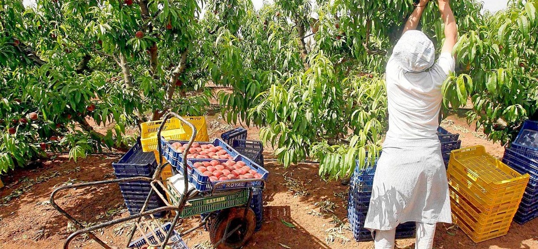 Desconvocada la huelga en el campo extremeño