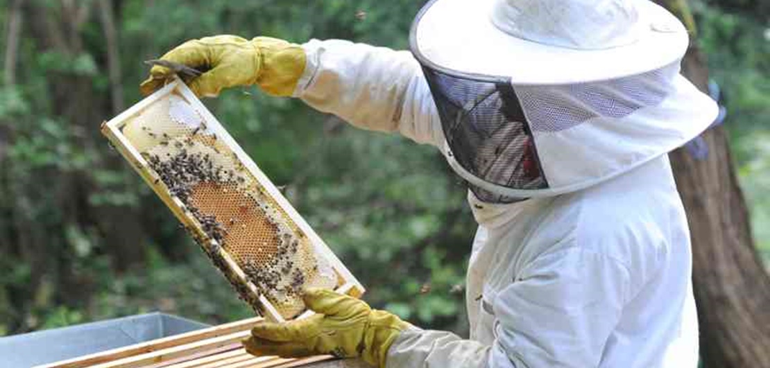 UPA alerta de los bajos precios y los efectos del cambio climático en la apicultura