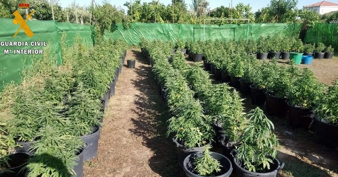 Desmantelan un cultivo de marihuana con más de 250 plantas