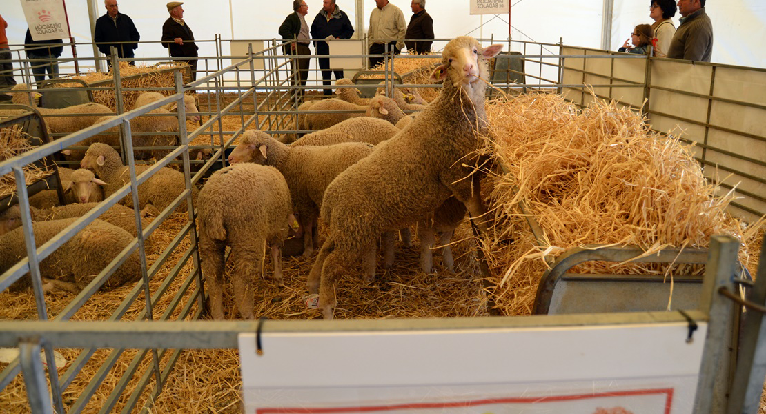 Remate final de 6.200 euros en la subasta de la feria ganadera en la Siberia