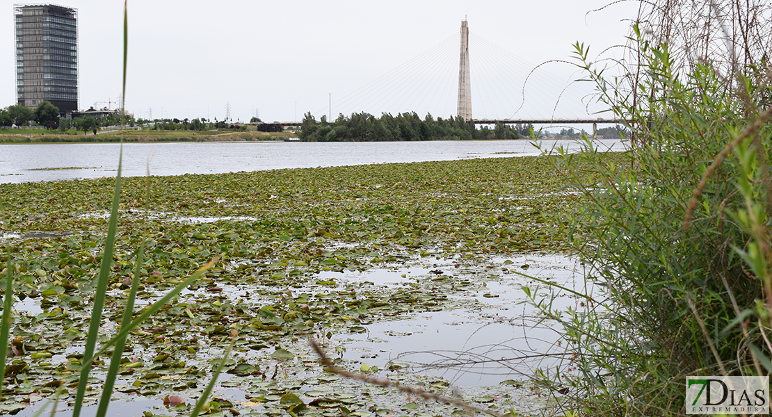 Juntos por Badajoz: “El Río Guadiana sigue enfermo”