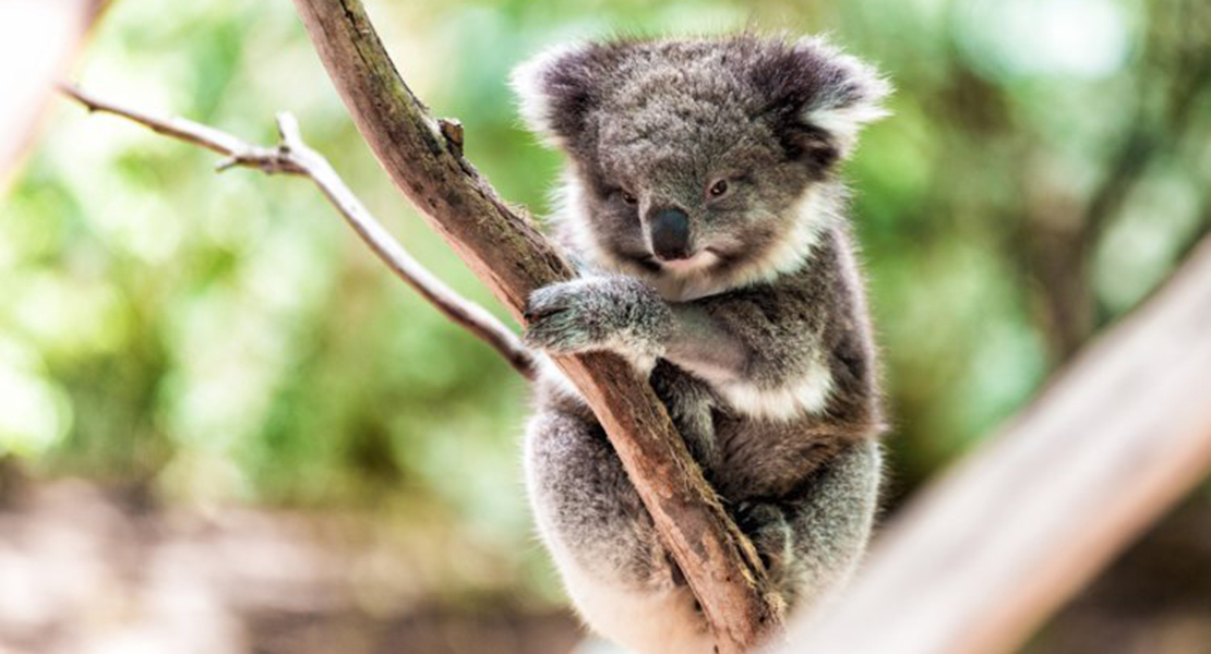 Declaran funcionalmente extinto al koala en Australia