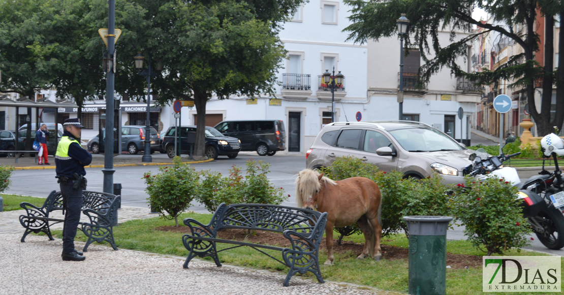 Un poni conquista Puerta de Palmas