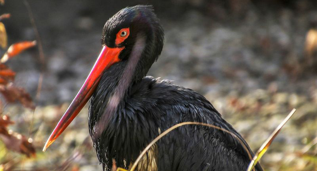 ¿Se recuperará la cigüeña negra en Extremadura?