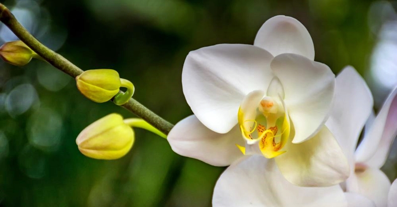 Adenex celebra este fin de semana el Día de la Orquídea en Losar de la Vera