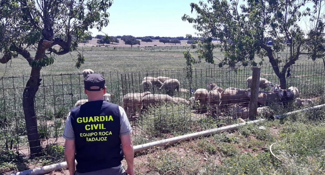 Se apodera de los animales, de más de medio centenar de cencerros y 1.000 kilos de pienso