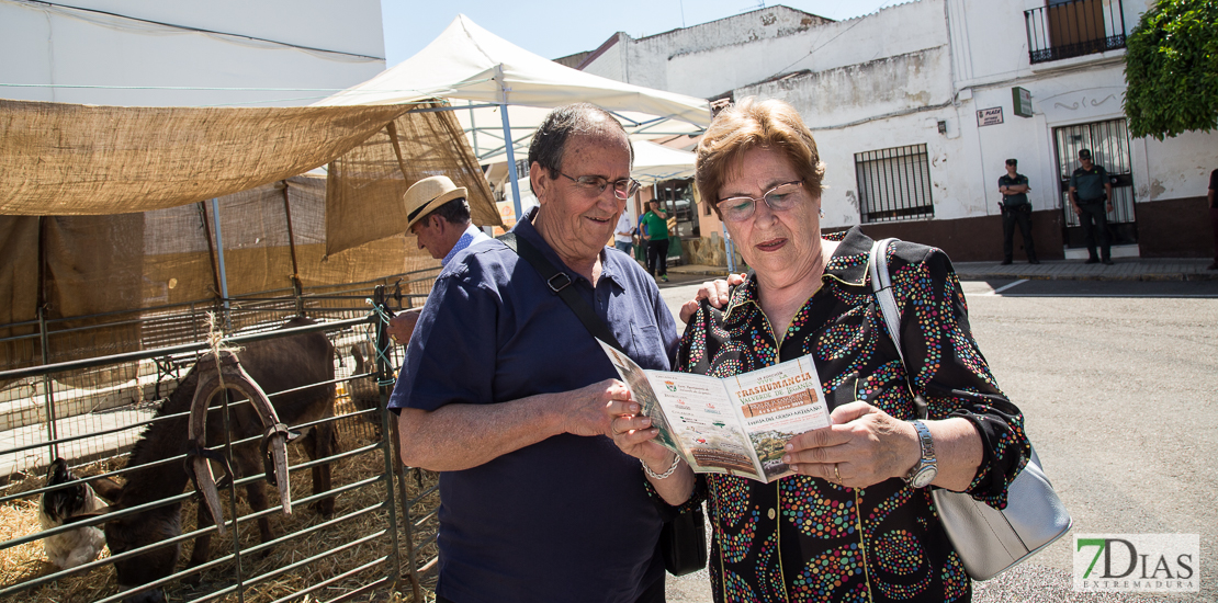 REPOR: Valverdeños y turistas disfrutan de la Trashumancia