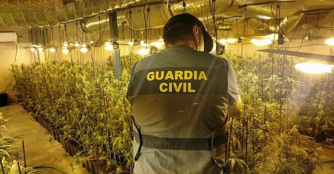Cultivan de 2.350 plantas de marihuana en naves industriales de La Haba