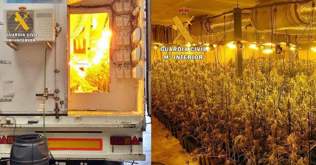 Cultivan de 2.350 plantas de marihuana en naves industriales de La Haba