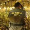 Cultivan de 2.350 plantas de marihuana en naves industriales de La Haba